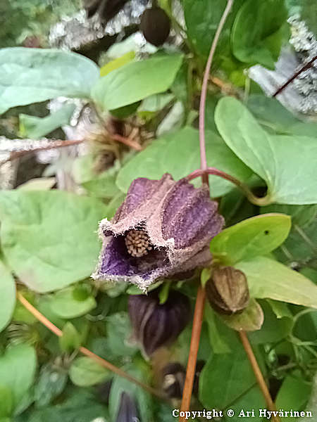 Clematis fusca, kamtsatkankrh